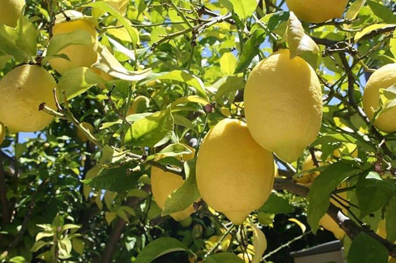 Limone lunario 4