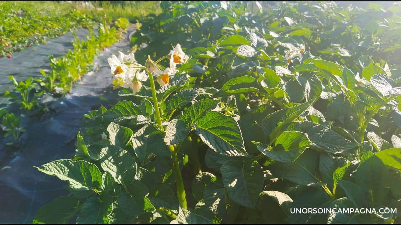 fiore patata dopo borlanda