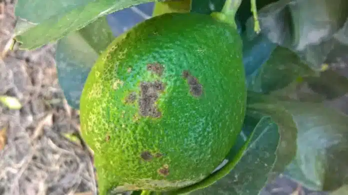 Coltivazione del Limone Lunario in vaso - Batteriosi