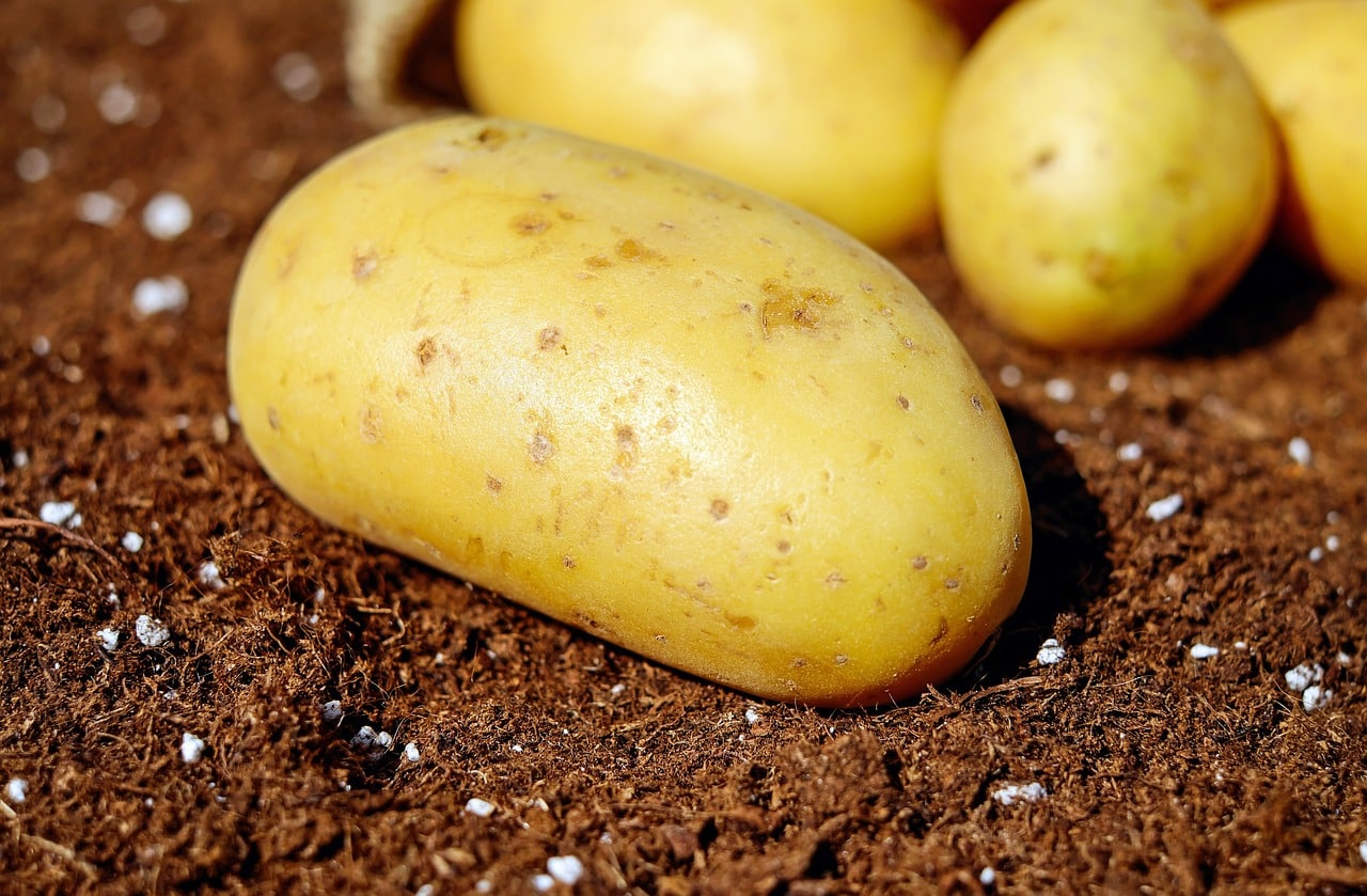 patate 2