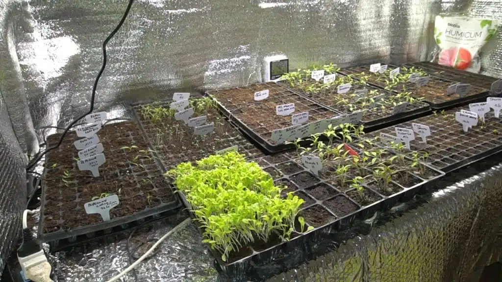 Come realizzare un semenzaio riscaldato con il cavetto riscaldante 9 semenzaio febbraio 2