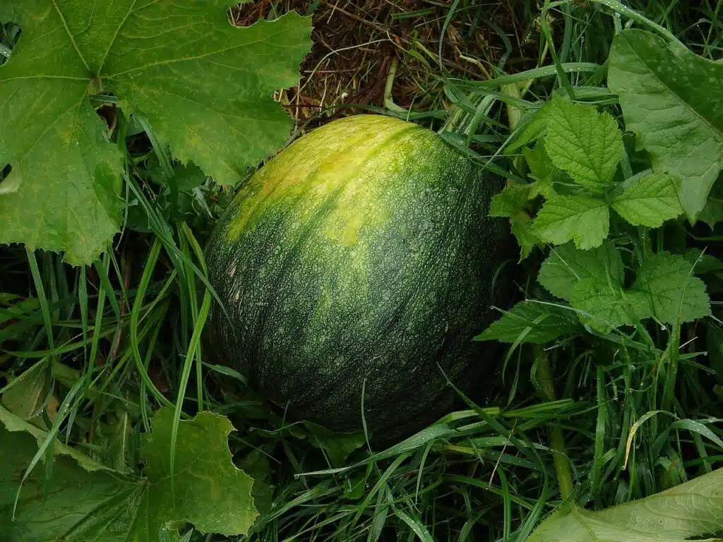 Come coltivare l'anguria