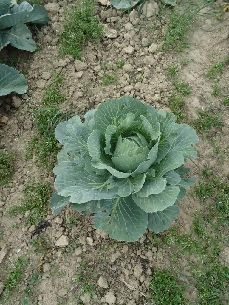 Come coltivare il cavolo cappuccio. 5 consigli utili! 2 Come coltivare il cavolo cappuccio