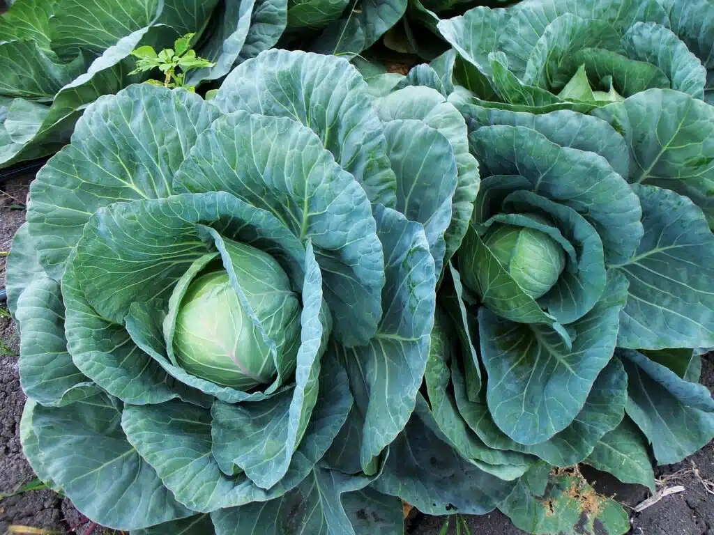 Come coltivare il cavolo cappuccio. 5 consigli utili! 1 Come coltivare il cavolo cappuccio