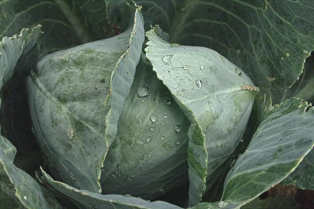 Come coltivare il cavolo cappuccio. 5 consigli utili! 3 cavolo cappuccio 3