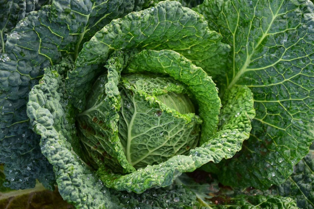 cavolo verza