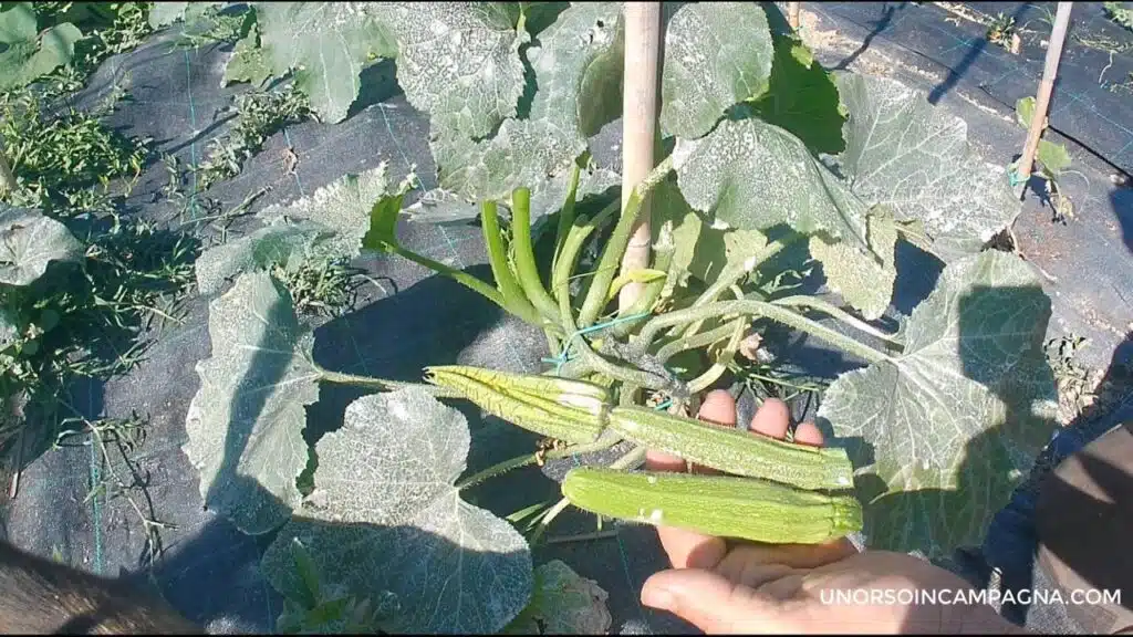 Togliere o lasciare le prime zucchine?