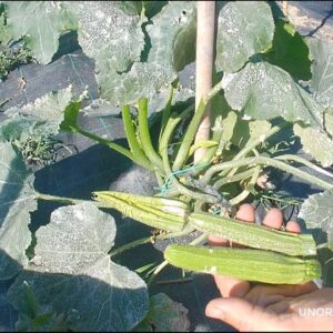 prime zucchine 1