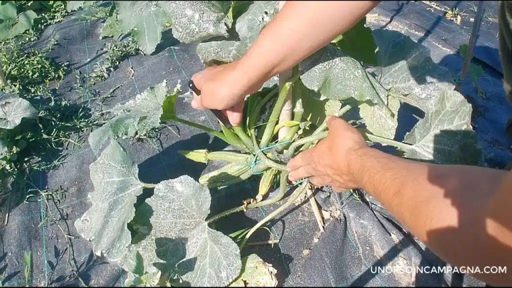 Togliere o lasciare le prime zucchine?