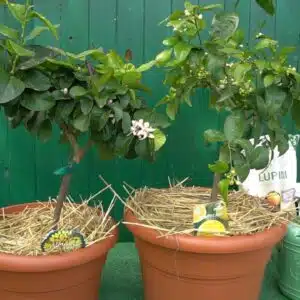 Perché i limoni cadono dalle piante in vaso