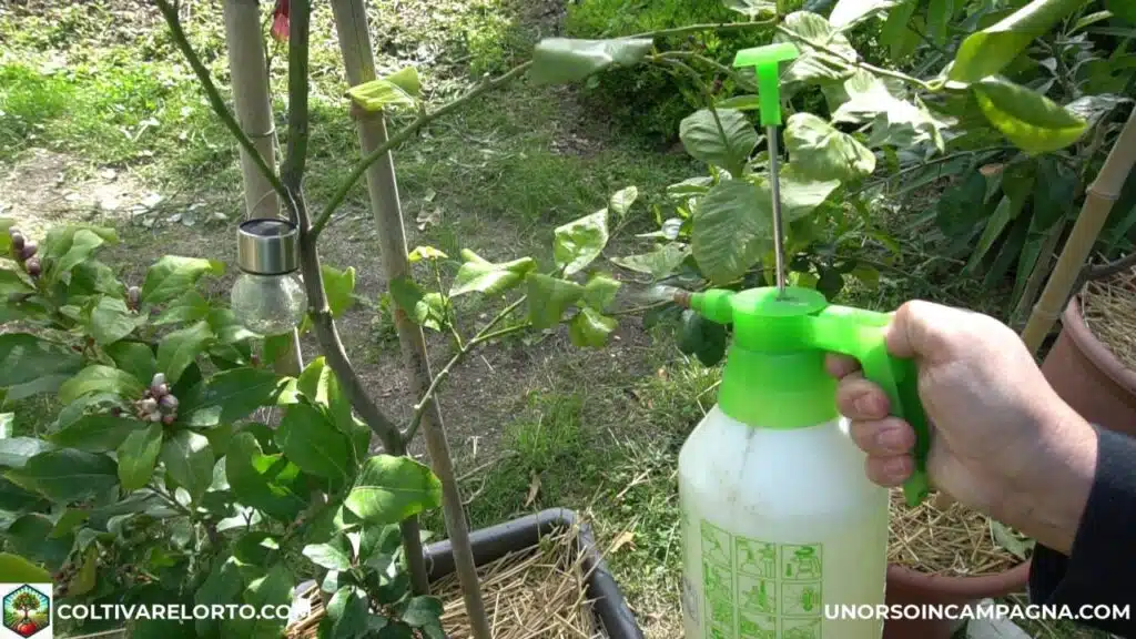 Flortis energy giallo irrorazione sulle foglie