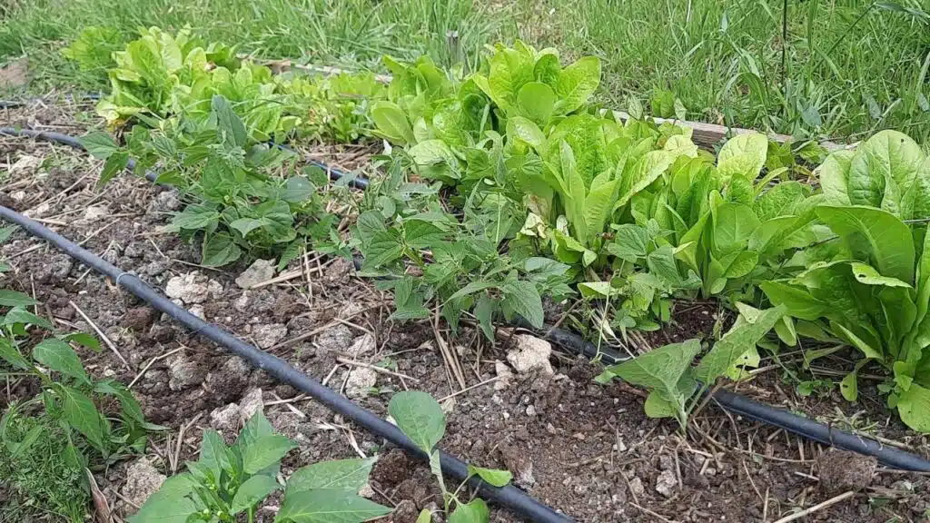 Le migliori consociazioni per pomodori, melanzane e peperoni