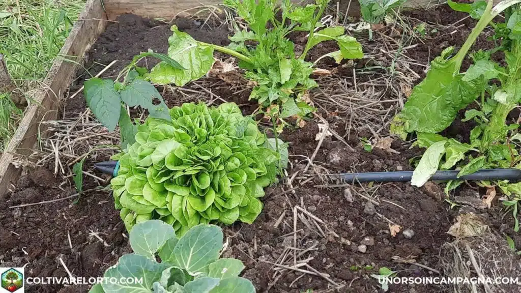 Le migliori consociazioni per pomodori, melanzane e peperoni