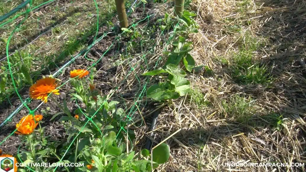 Le migliori consociazioni per pomodori, melanzane e peperoni