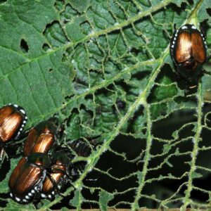 popillia japonica
