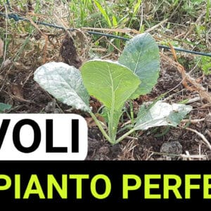 CAVOLI LOGO