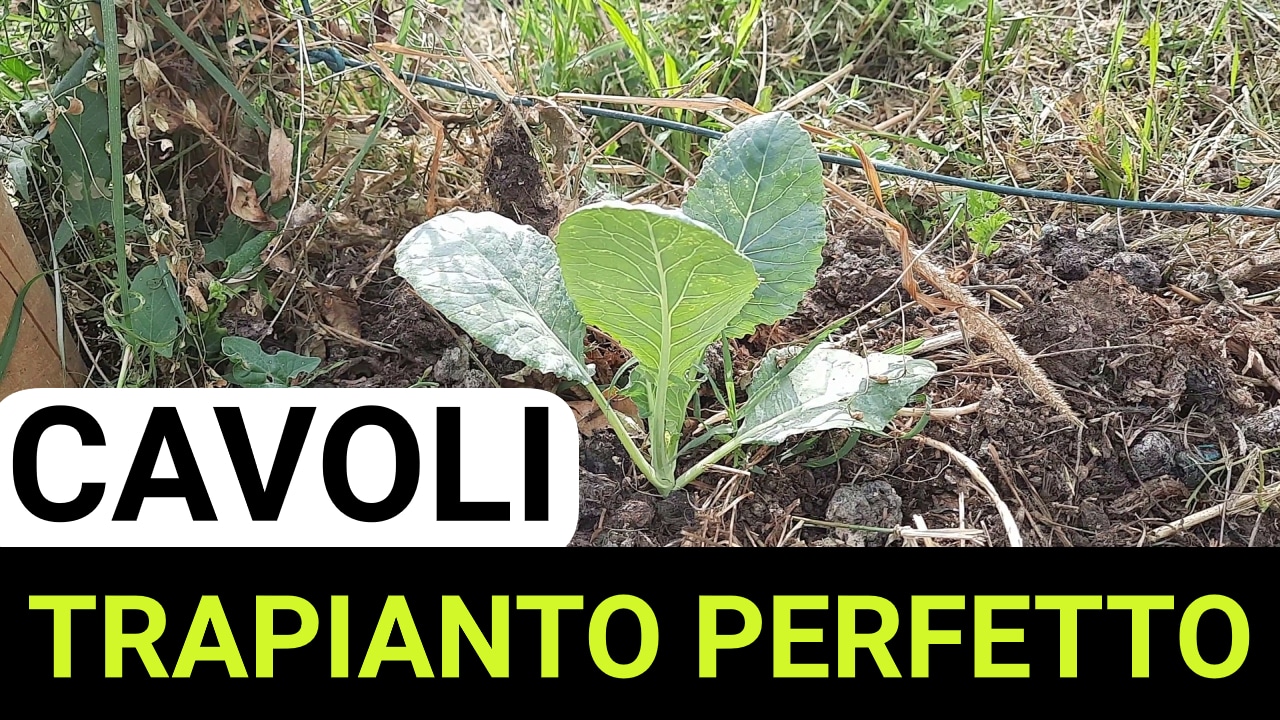 Come Preparare L'altare Per L'avvento Come preparare l'orto per l'autunno. 3 consigli utili! – Un Orso in