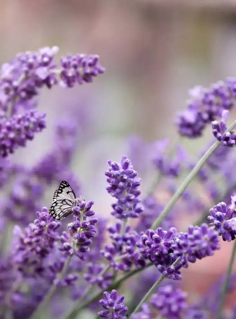 Come coltivare la lavanda - fiori