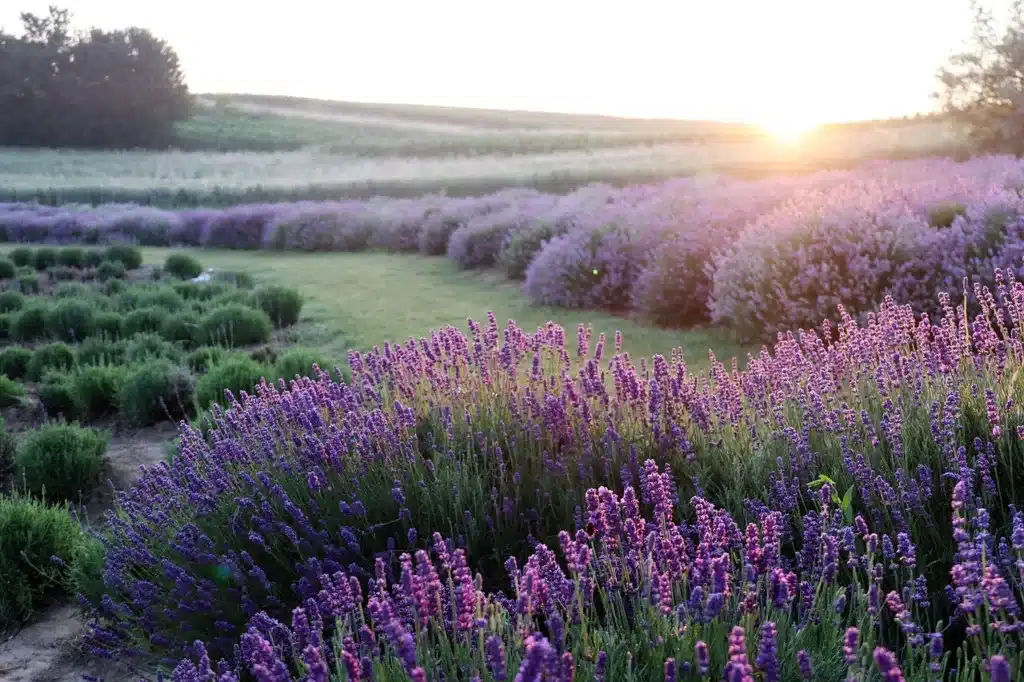 Come coltivare la lavanda 