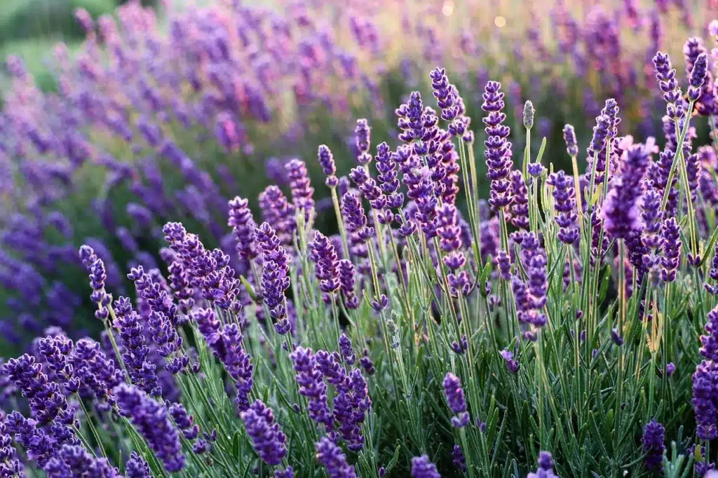 Come coltivare la lavanda 