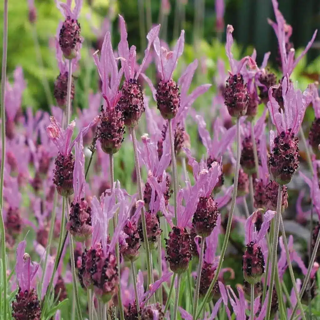 Lavandula stoechas