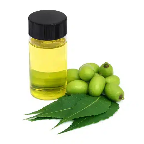 Olio di Neem contro afidi e cocciniglia