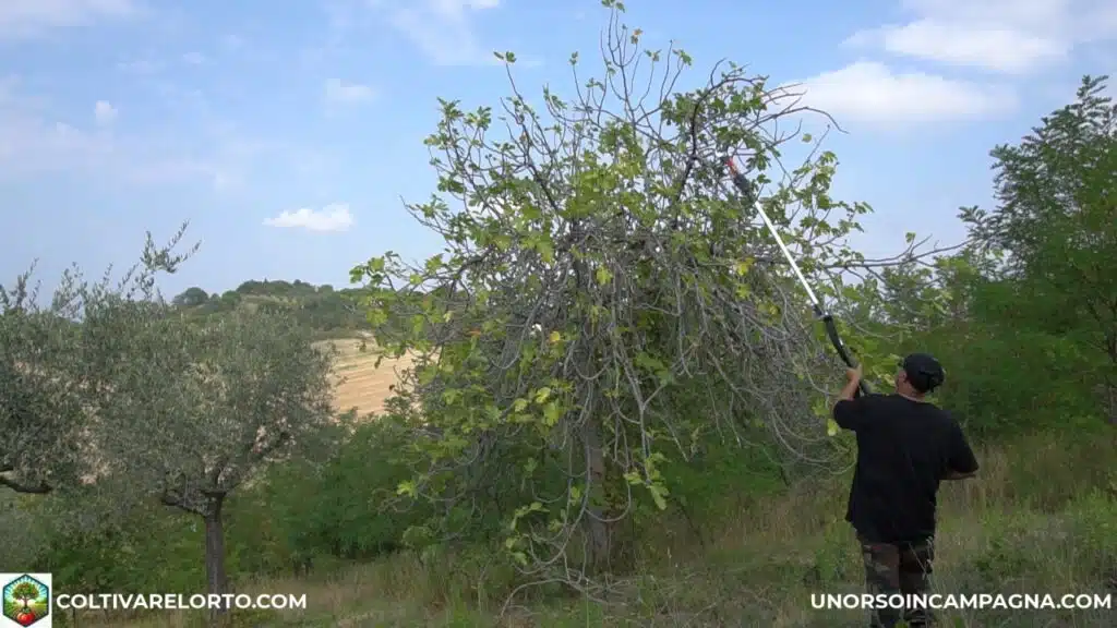 Svettatoio Kebtek KT940 per la potatura in altezza 3 Svettatoio Kebtek KT940