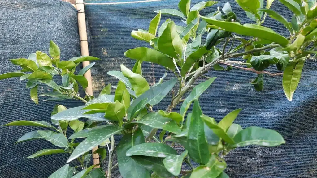 olio di neem su cocciniglia del limone 3