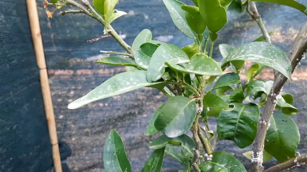 olio di neem su cocciniglia del limone 4