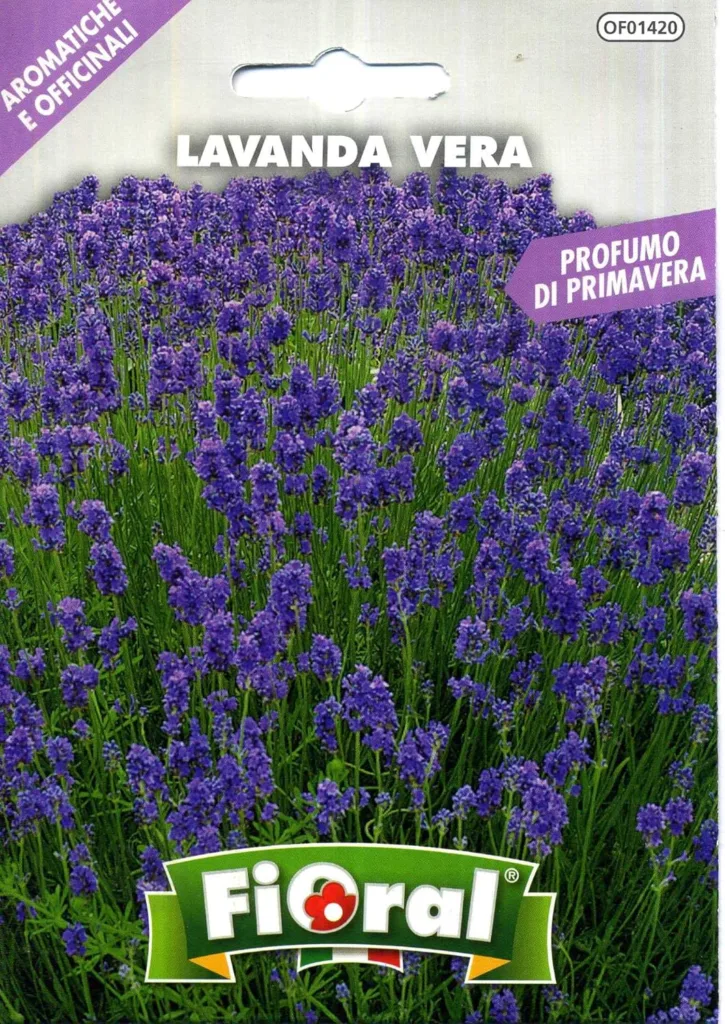 semi di lavanda