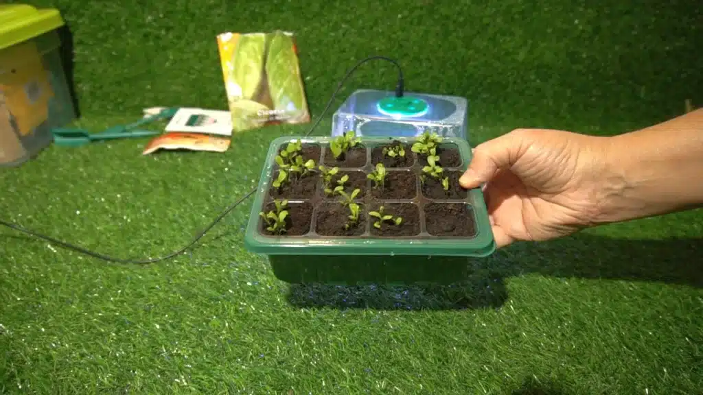 Vassoio di germinazione riogoo DOPO 12 GIORNI 1