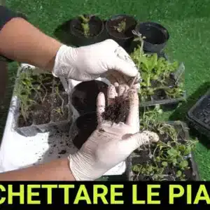 come ripicchettare le piantine